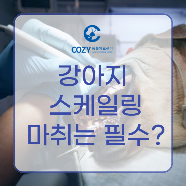  강아지 스케일링, 마취종류와 필요성!