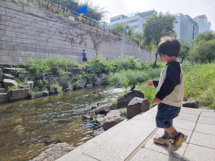 두살 아이와 함께 청계천에서 청둥오리 구경하기 두살 아이와 함께 청계천에서 청둥오리 구경하기