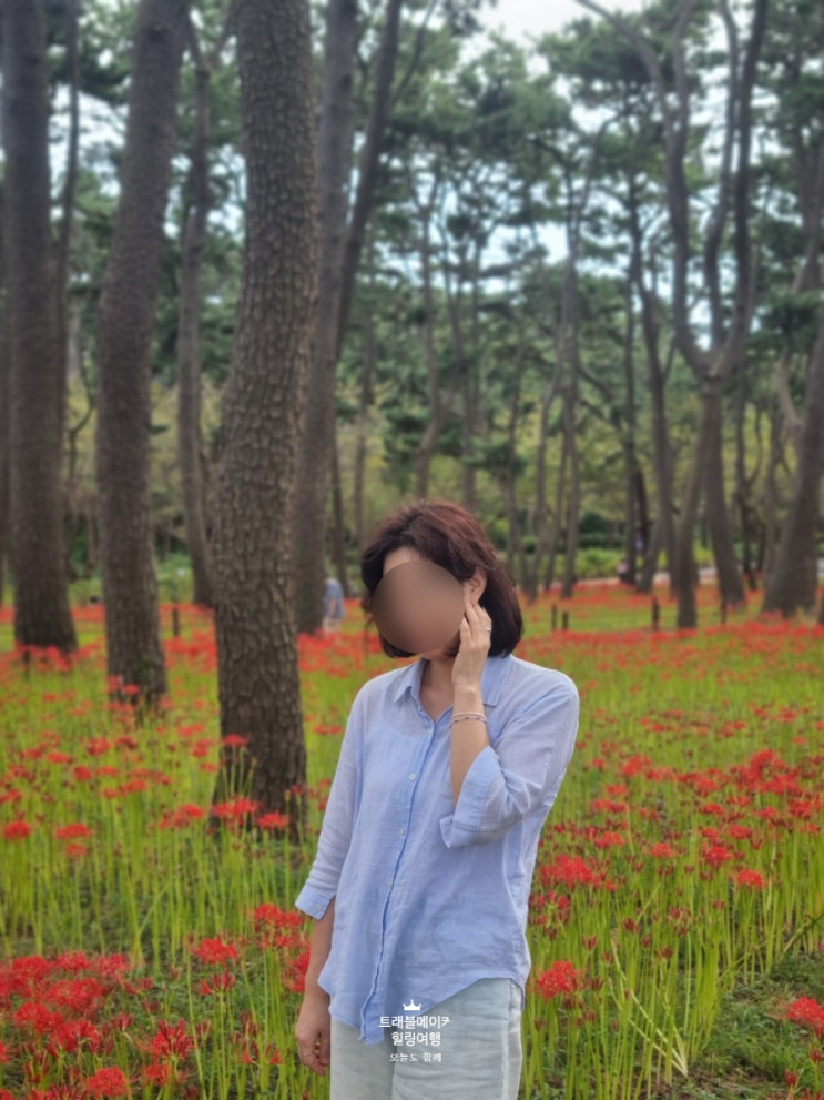 꽃무릇 명소 울산 대왕암공원 가을 여행지