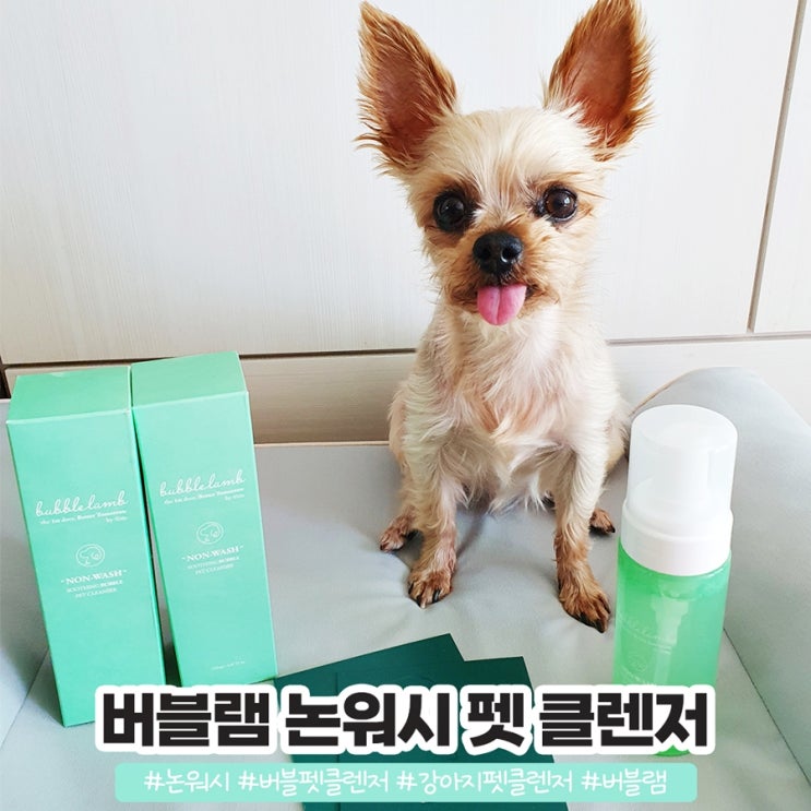강아지 산책 후 버블랜 논워시 펫 클렌저로 해결 강아지 산책 후 버블랜 논워시 펫 클렌저로 해결