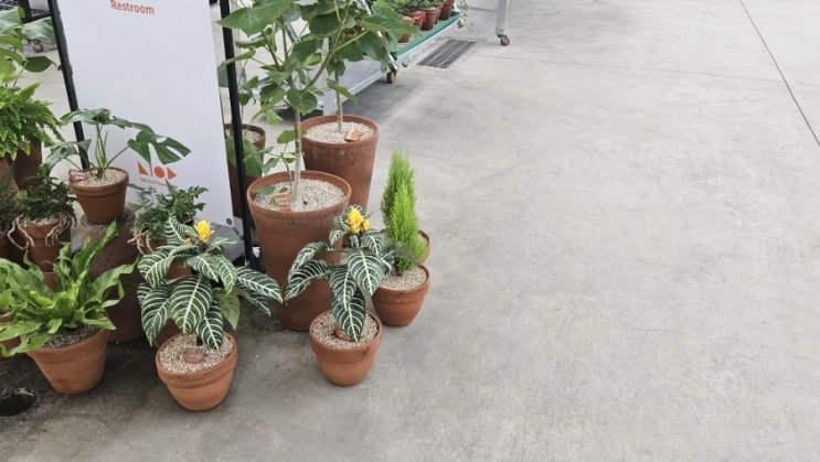  세계 꽃 식물원 | 충남 아산 동 · 식물이 공존하는 곳 (화재로 전소)