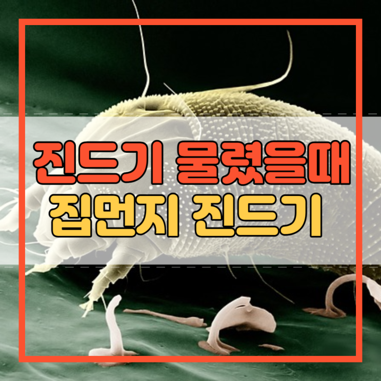  진드기 물렸을때 집먼지 진드기 물린 자국!
