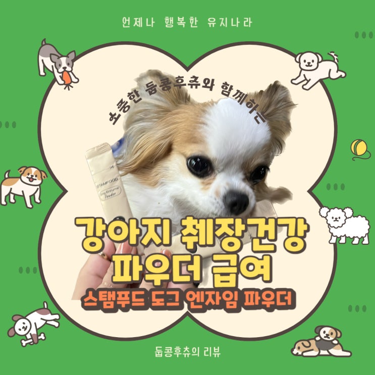  <둡콩훛> 강아지 췌장염 관리하기! 스탬푸드 도그 엔자임 파우더 급여 후기