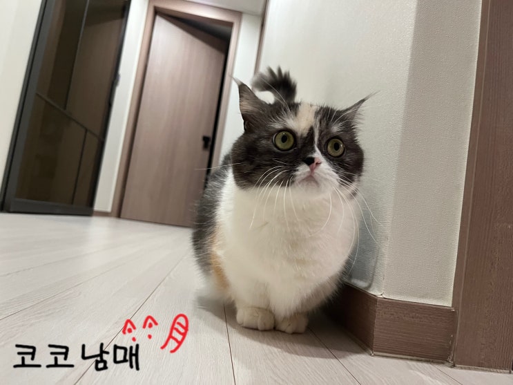  방광염에 걸려버린 코딩