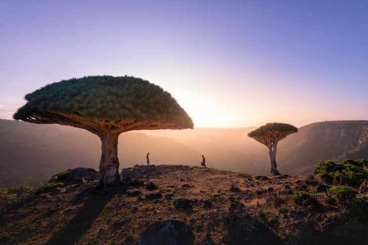  에덴의 정원, 예멘의 소코트라 섬(Socotra Island) 여행: 환상적인 동화 속의 모험