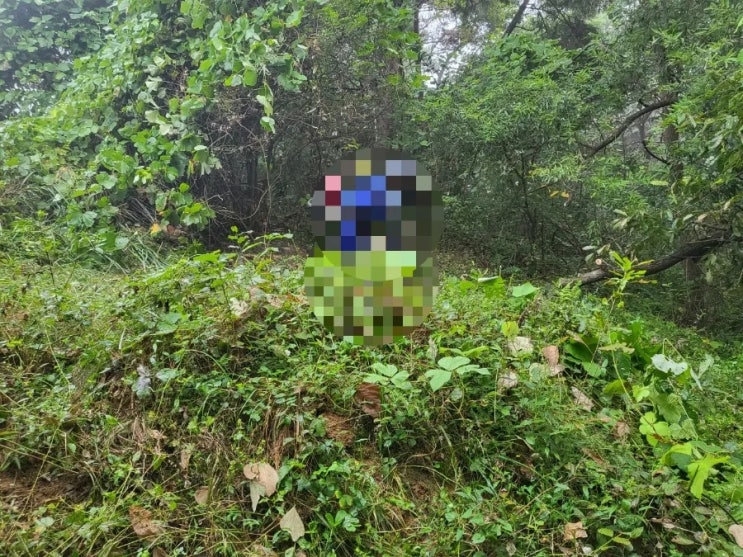  2023년 경북 구미시 고아읍 횡산리 산 산소 3기 벌초 고인돌장의사 #김천벌초 #선산벌초 #구미벌초 #황간벌초 #영동벌초 #성주벌초 #상주벌초 #문경벌초 #칠곡벌초 #벌초