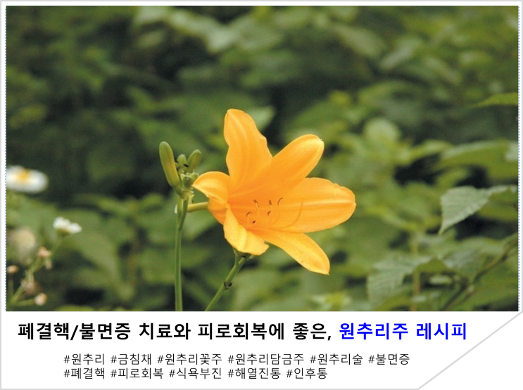  폐결핵/불면증 치료와 피로회복에 좋은,원추리주 레시피