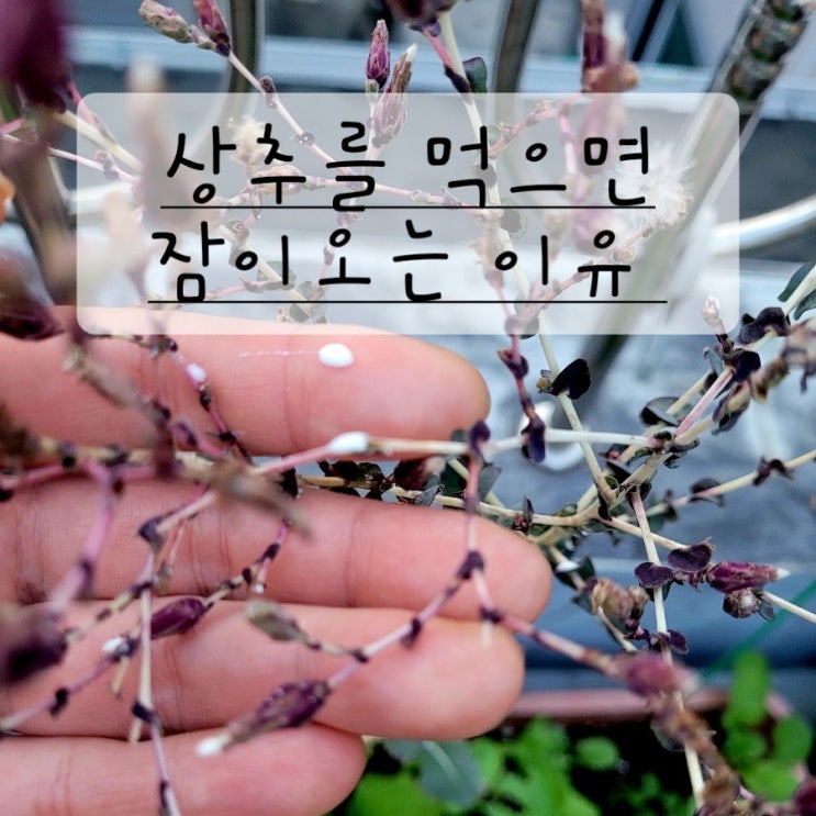  상추를 먹으면 잠이 오는 이유 락투카리움