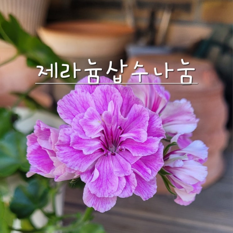  제라늄 삽수 나눔 합니다