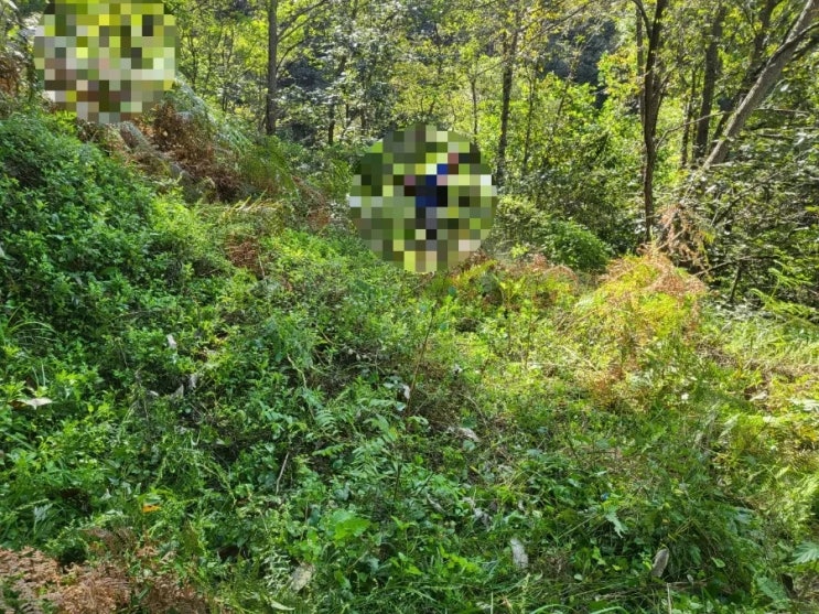  2023년 김천시 구성면 흥평리 산소 2기 벌초 고인돌장묘개발장의사 #김천벌초 #선산벌초 #구미벌초 #황간벌초 #영동벌초 #성주벌초 #상주벌초 #문경벌초 #칠곡벌초 #벌초대행