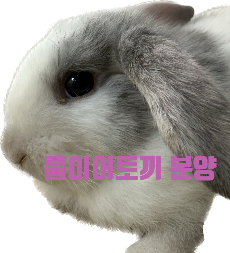 롭이어 토끼 애완토끼 분양 전문점입니다.(추석 연휴 영업
