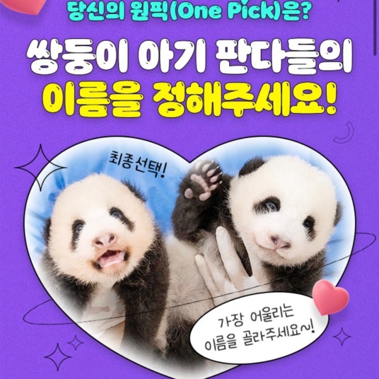 쌍둥이 판다 이름 투표:푸바오 동생 이름 투표하기 (+링크 포함)