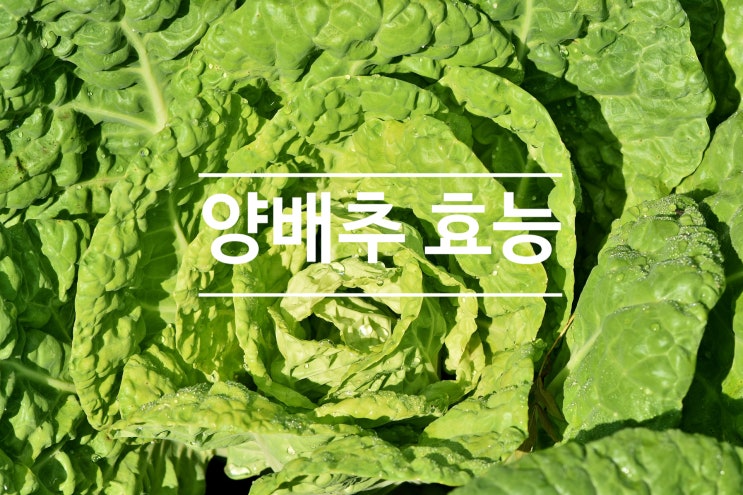  양배추 효능 제대로 알아보기