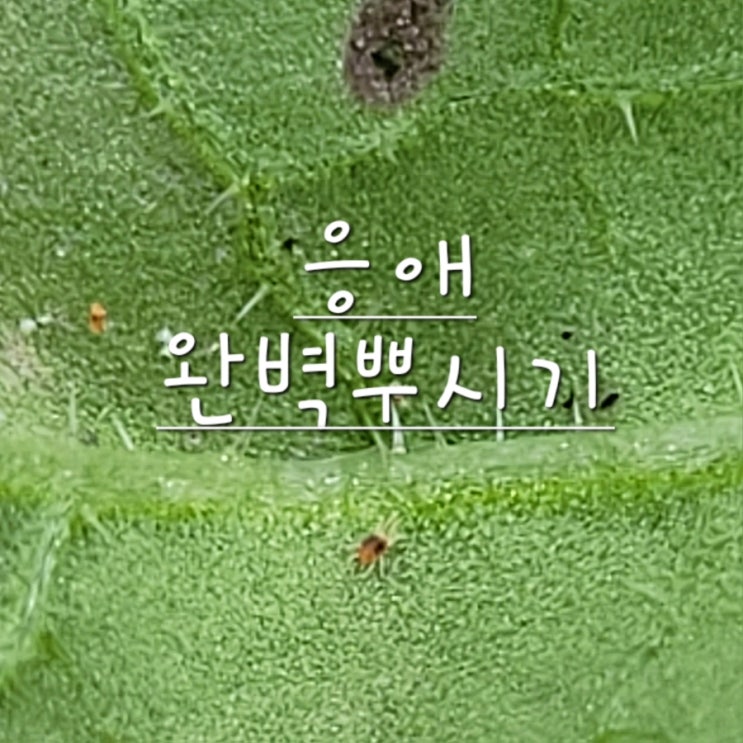  응애 피해 증상과 방제 방법