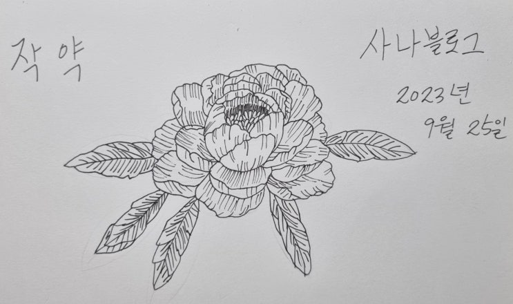  작약 그림 드로잉