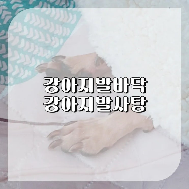  강아지 발바닥 염증 발사탕 원인 30년차 관리 팁