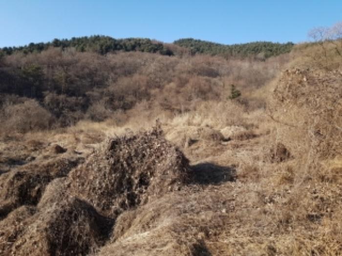골개골 사진 4