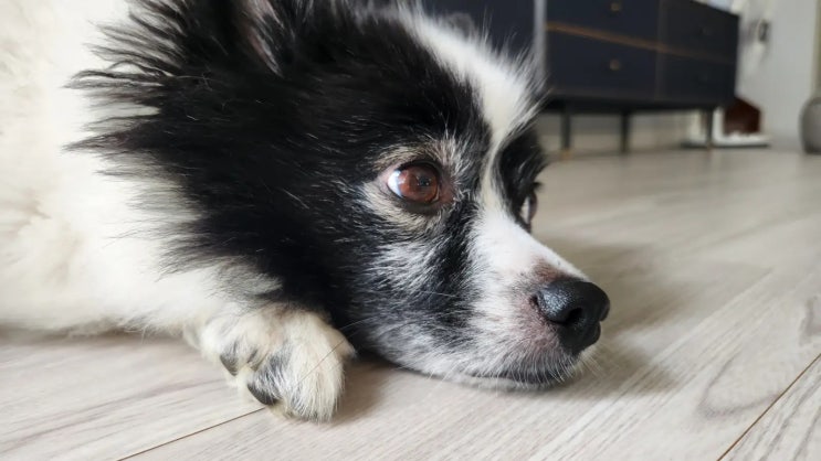 강아지 시무룩한 표정 이유가 무엇일까?