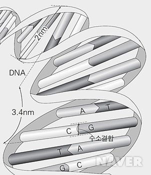 DNA 구조 - 뉴클레오타이드(당, 염기, 인산)의 구조와 폴리뉴클레오타이드(뉴클레오타이드 중합체) 이중나선 : 네이버 블로그
