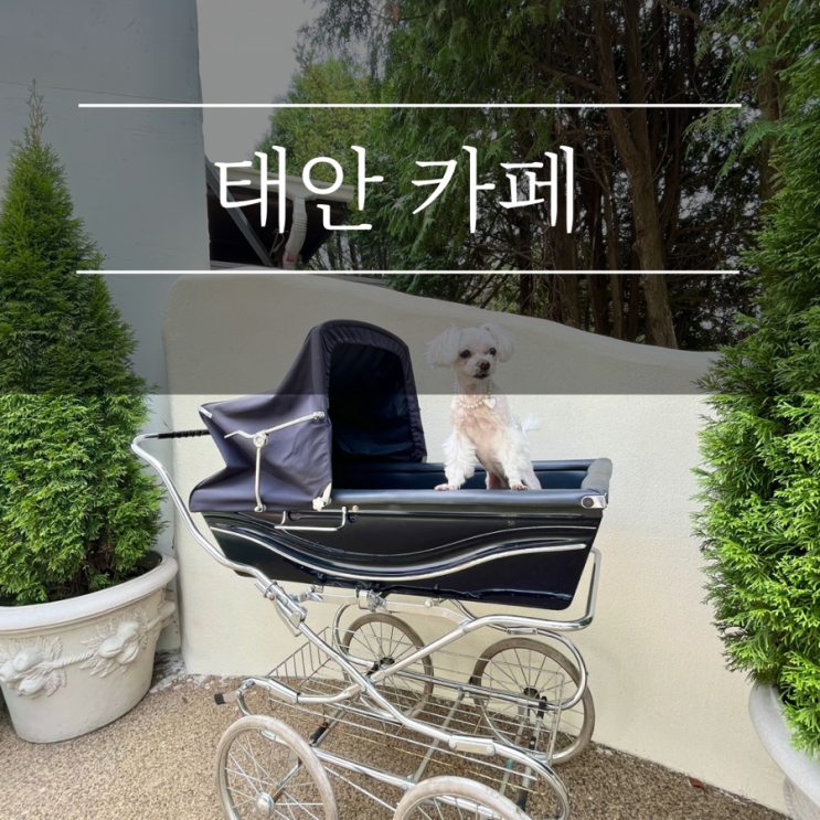  태안 안면도 카페 트레블브레이크커피 신상 애견동반 가볼만한곳