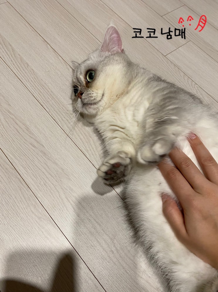  청계천 걷기 중 만난 고양이 / 또 누나한테 까부는 고양이