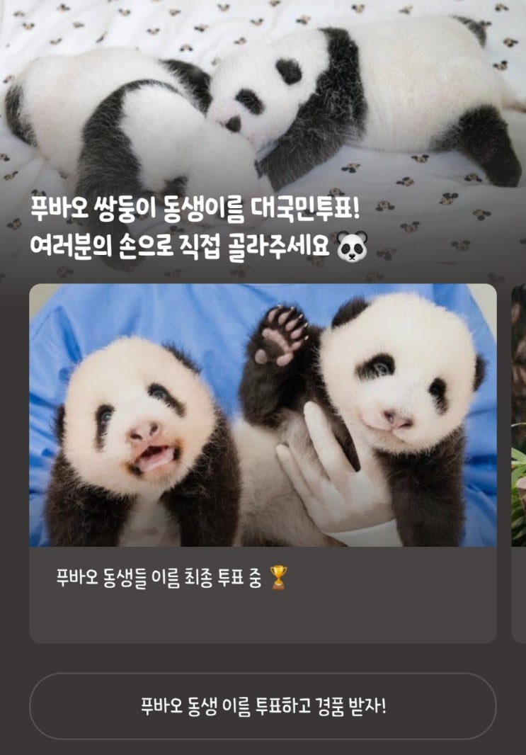  푸바오 쌍둥이 동생이름 대국민투표 시작 