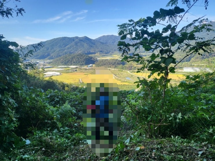  2023년 경북 김천 어모면  동좌리 산 산소 1기 벌초 고인돌장의사 #김천벌초 #선산벌초 #구미벌초 #황간벌초 #영동벌초 #성주벌초 #상주벌초 #문경벌초 #칠곡벌초 #벌초대행
