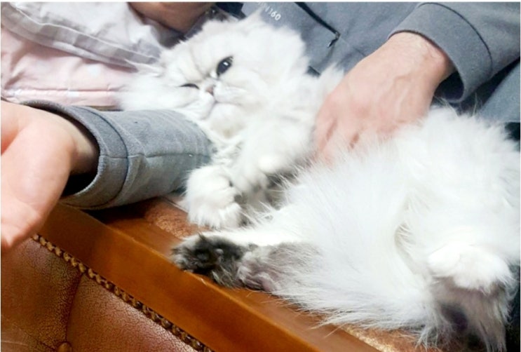  고양이가 좋아하는 부위 쓰다듬는 법, 고양이와 친해지고 싶은 사람 필독
