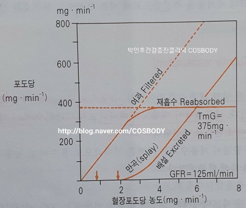 인체생리학 🔷️105 배설생리 / 요 형성과정 / 세뇨관 재흡수 Tubular Reabsorption 포도당 Na 물 / 세뇨관 ...