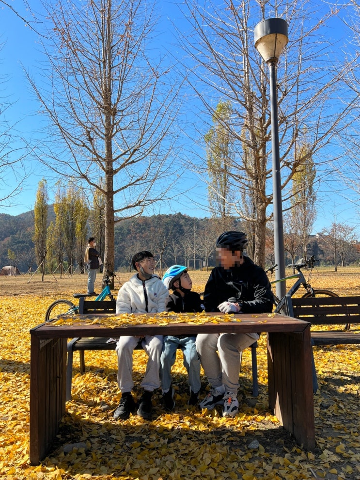 여주 강천섬 서울근교 단풍명소 은행나무길