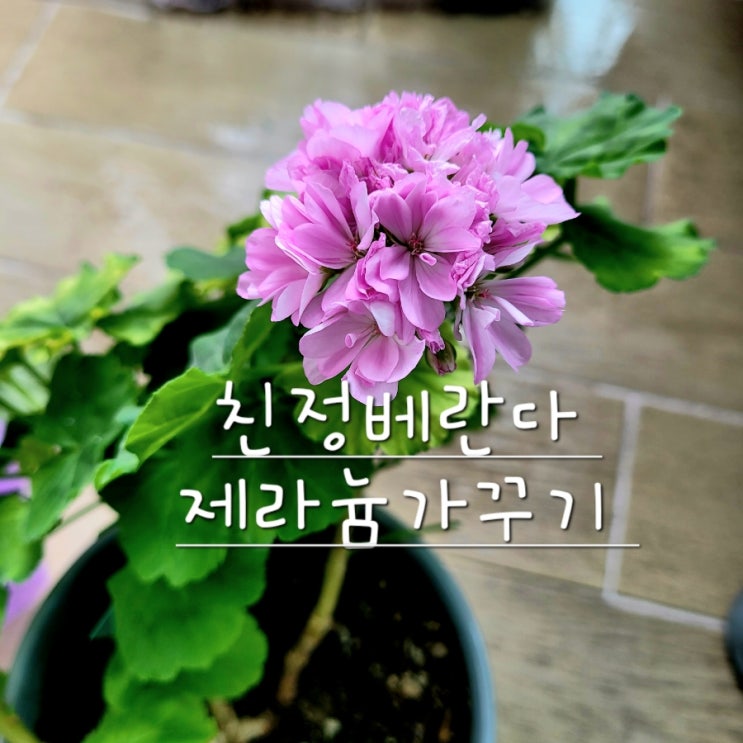  친정베란다 제라늄가꾸기