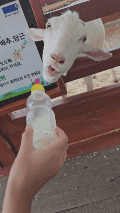  할아버지 동물 농장 화성 동물 체험 할수 있는 재미있는 곳