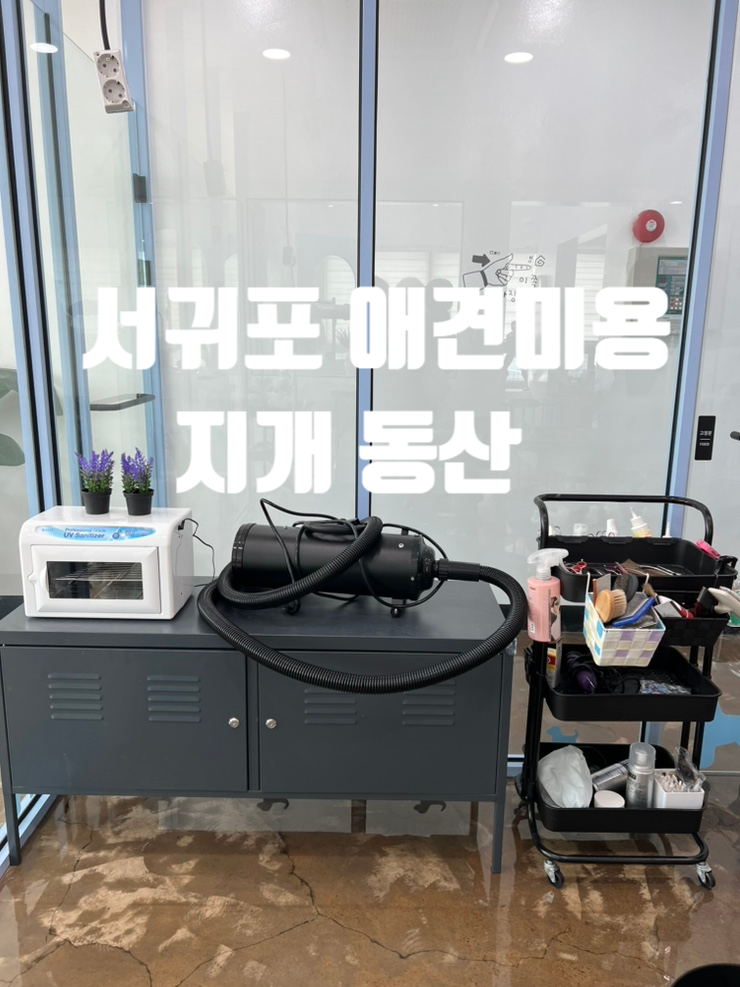  서귀포 애견 미용 추천  , 중문동 애견미용, 서귀포 미용 잘하는 애견샵,비숑 미용 추천,지개동산