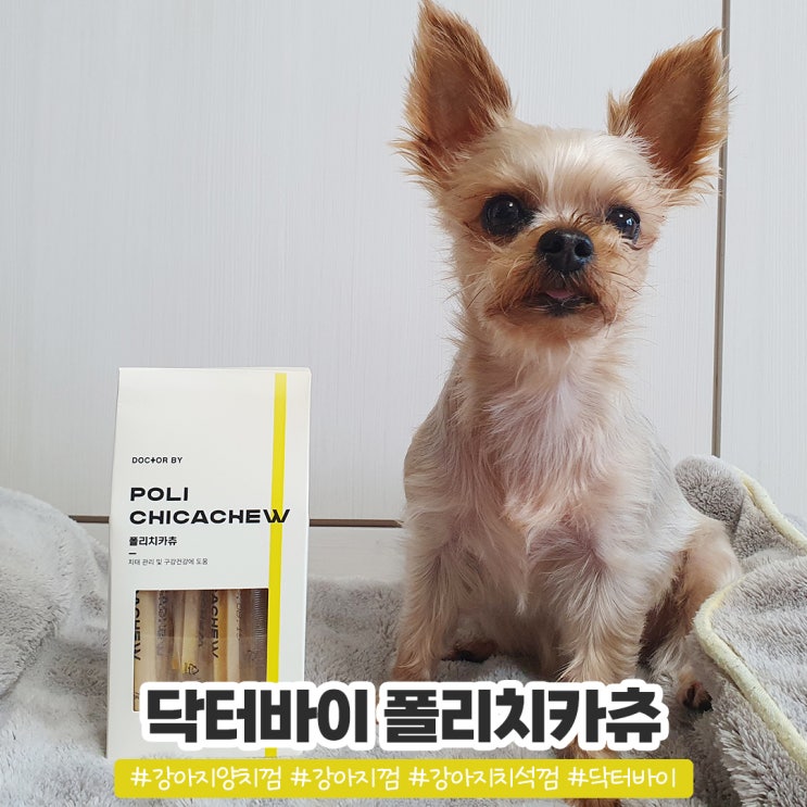 강아지 양치 싫어하면 닥터바이 폴리치카츄 강아지 껌 급여하기 강아지 양치 싫어하면 닥터바이 폴리치카츄 강아지 껌 급여하기