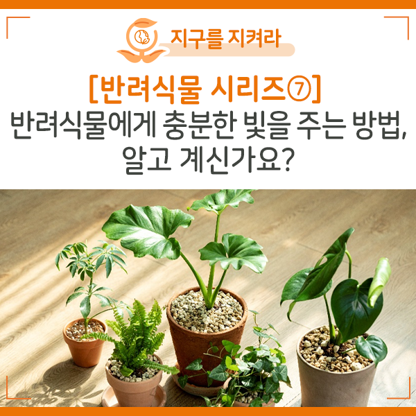 [반려식물 시리즈 ⑦] 반려식물에게 충분한 빛을 주는 방법, 알고 계신가요?