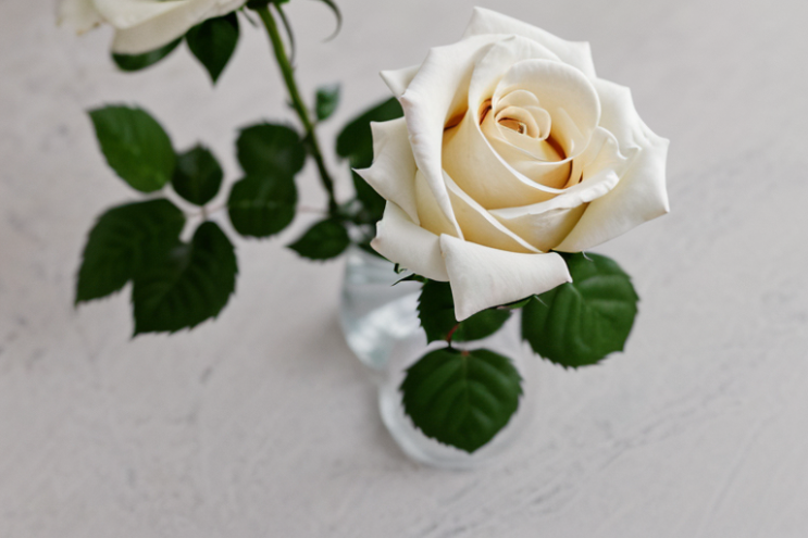 [Ai Greem] 사물_꽃 012: 무료로 사용 가능한 하얀 장미, 백장미 관련 Ai 이미지 및 일러스트