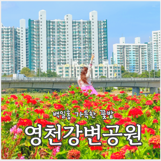  대구 근교 꽃구경 여행지 백일홍 메리골드 10종류 꽃밭, 영천강변공원
