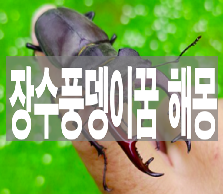 장수풍뎅이꿈 해몽 (키우는 꿈, 잡는 꿈, 도망치는 꿈, 아들 낳는 꿈)