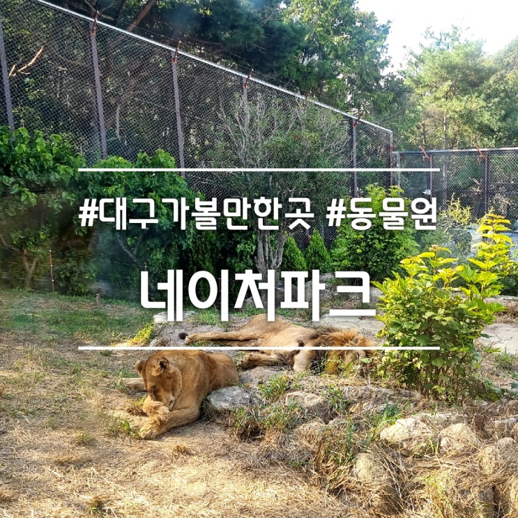  대구 근교 가볼만한곳] 가창 네이처파크 || 실내 & 야외 동물원 데이트코스 추천 (주차, 1+1 할인)