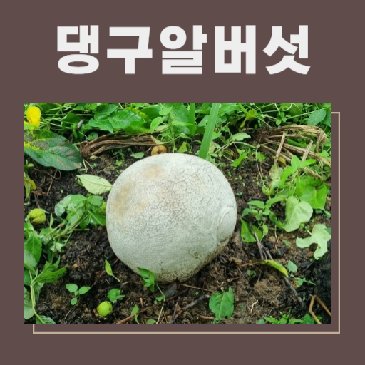 댕구알버섯에 대해서 알려드립니다.
