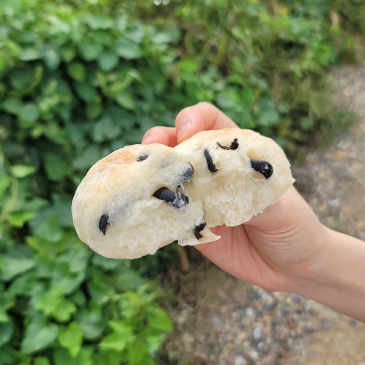  올리브가 가득한 치아바타 맛집, 나무와 베이커리