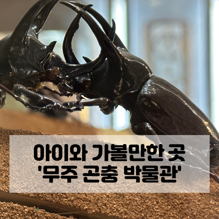  무주 곤충 박물관 아이와 가볼 만한 곳 반디랜드 야외 놀이터 추천해요