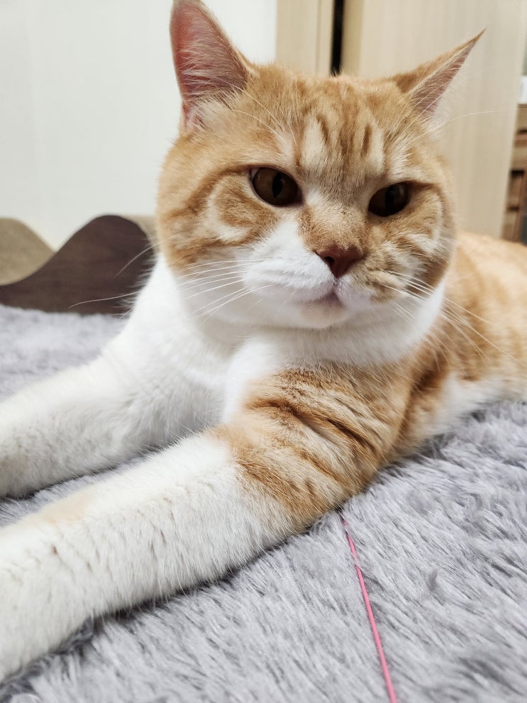  사람 고양이 알러지 유발 성분 도움되는 사료: 퓨리나 리브클리어 후기[내돈내산]