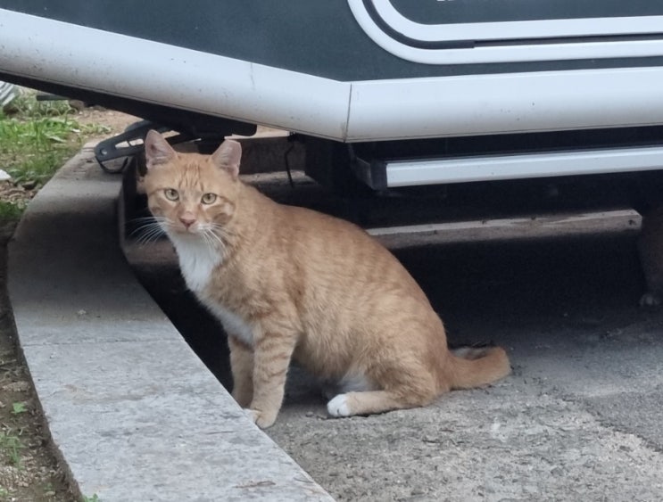  길고양이 TNR 하기 싫다, 중성화 시기라 포획틀은 놓지만..