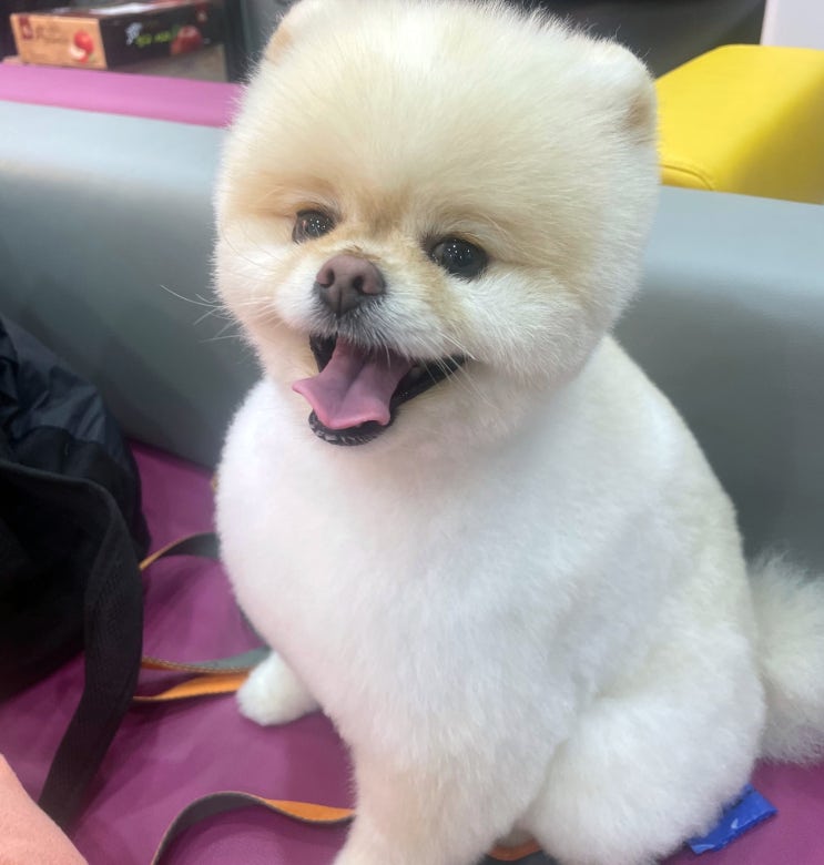  안산애견미용학원, 애견미용사자격증 3급, 2급 + 반려견행동교정 3급 동시 취득하고 취업, 창업하자