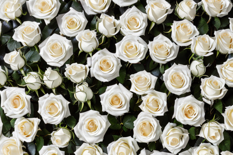 [Ai Greem] 사물_꽃 011: 무료 백장미 관련 이미지, Ai 흰 장미 무료 썸네일, 상업적으로 사용할 수 있는 하얀 장미 꽃 무료 이미지