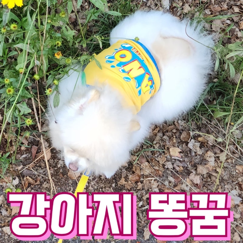 강아지 똥꿈 해몽 의미와 해석 알아보기