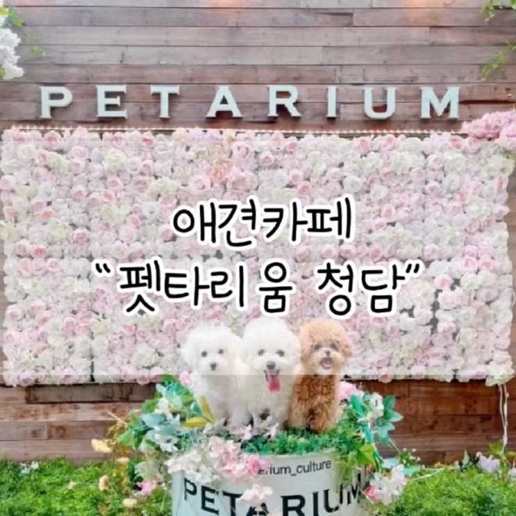  펫타리움 청담 / 강남 애견카페 / 서울 애견호텔 / 청담 애견카페 / 펫타리움 / 서울 애견카페