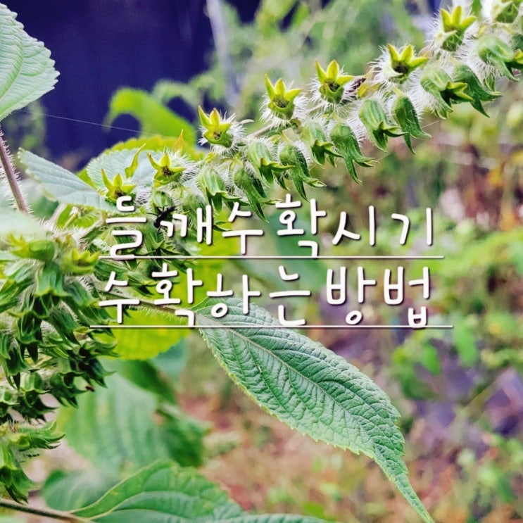  들깨 수확시기 작물손실 적은 수확방법