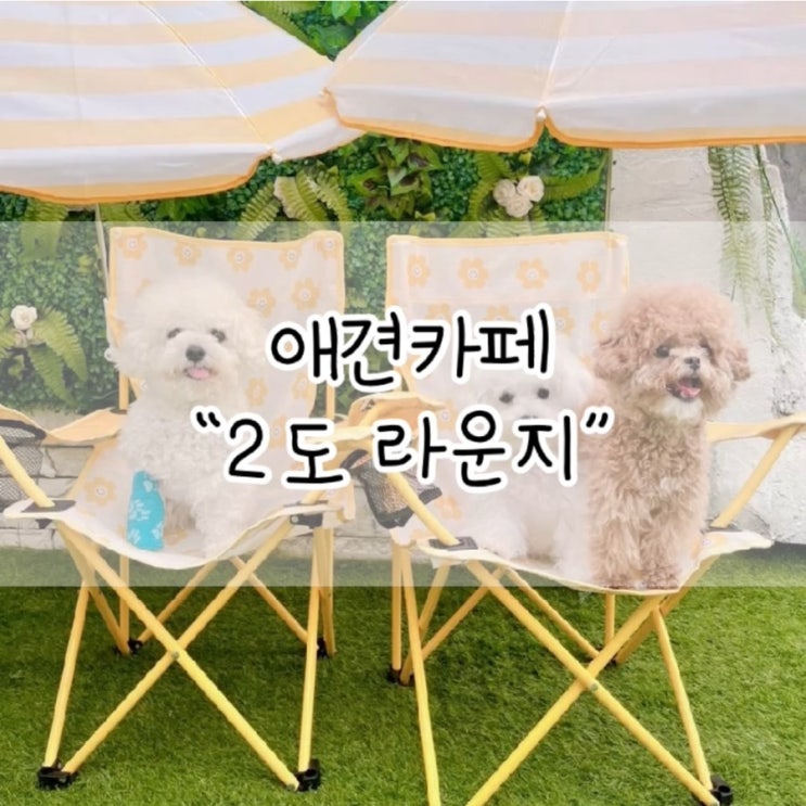  2DO라운지 / 2도라운지 / 청담 2도라운지 / 청담 애견카페 / 애견 동반 카페 / 청담 애견 동반  / 서울 애동카 / 애동카 추천 / 애견동반카페 추천 / 내돈내산 애카후기